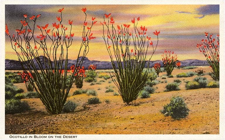 Ocotillo Blooming in Desert - Vintage Image, Postcard