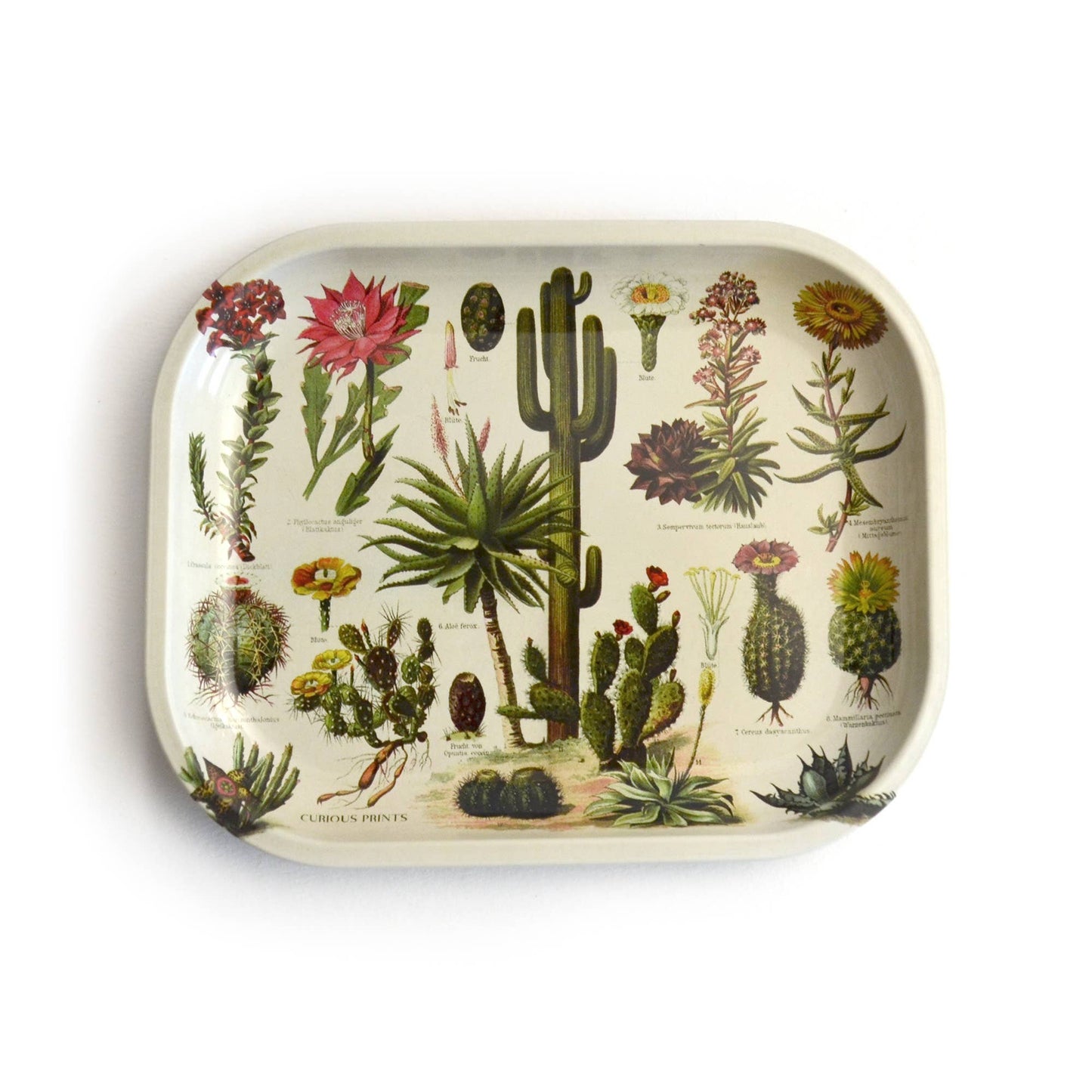 Small Metal Cactus Ritual Tray / Vintage Cacti Print