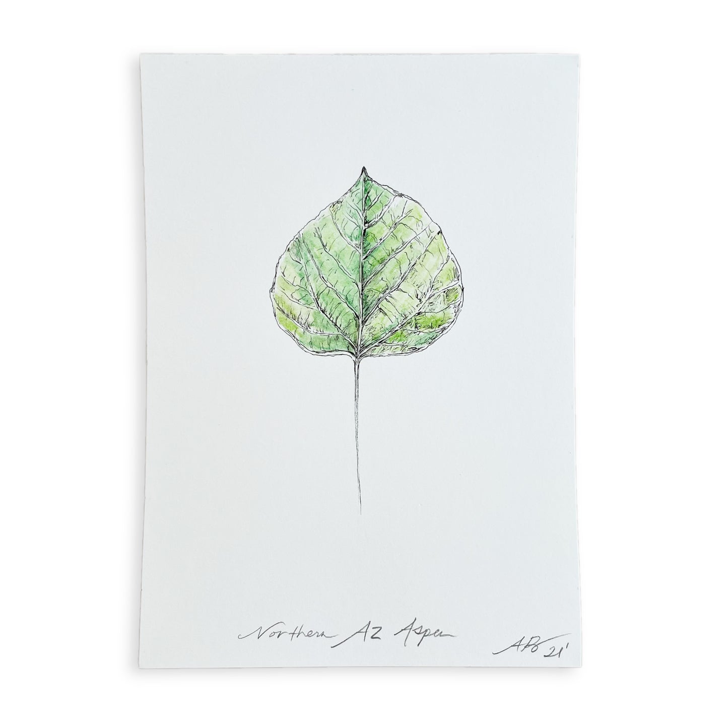 Northern AZ Aspa Ink and Watercolor Drawing