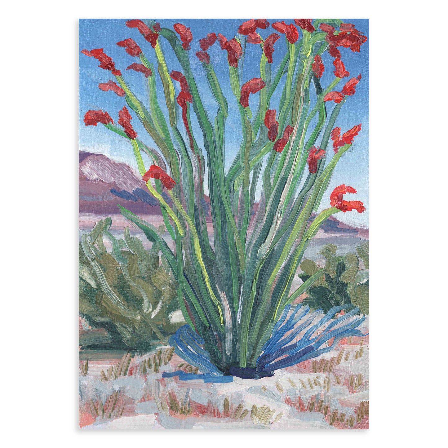 Ocotillo in Bloom Print