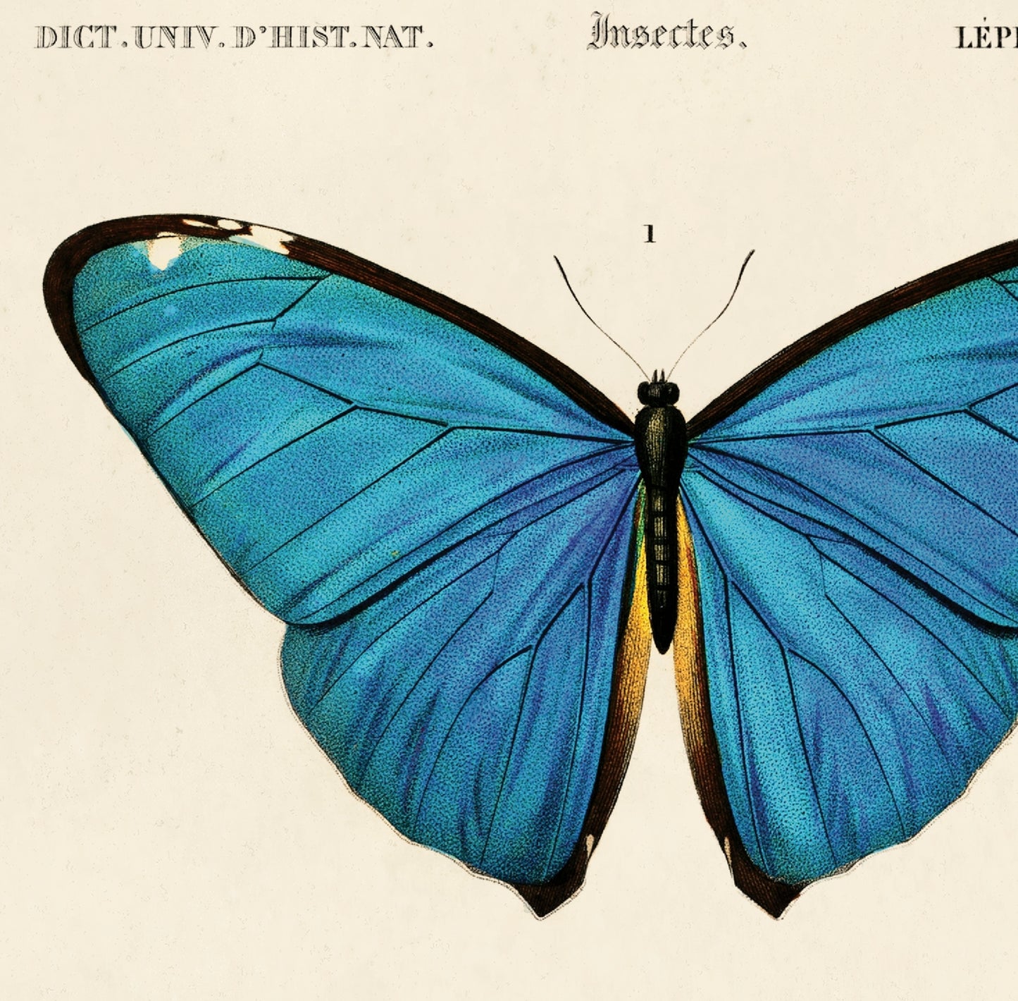 Vintage D'orbigny Blue Butterfly Print