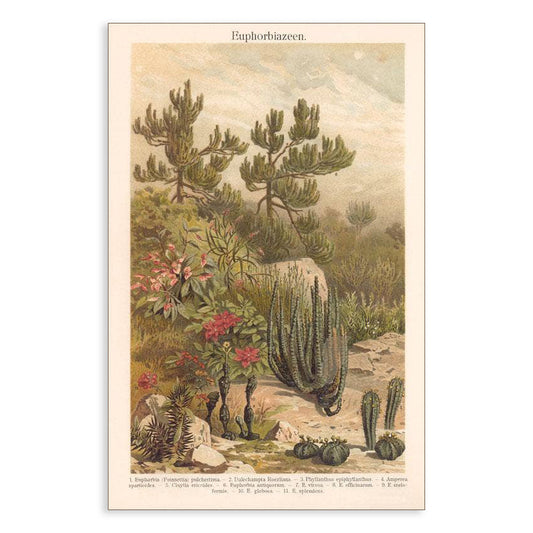 Desert Gardening - Vintage Image, Postcard