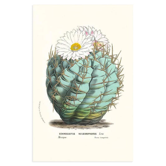 Echinocactus Hexrdrophorus Vintage Image Art Print