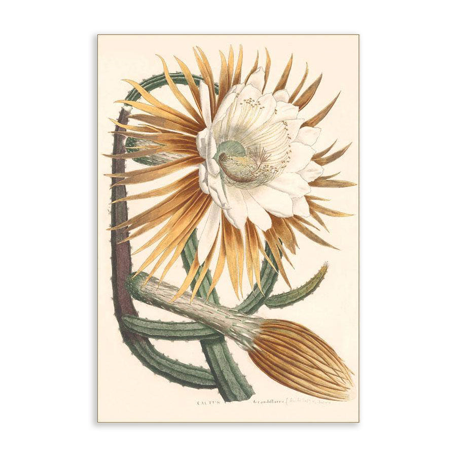 Large Cactus Flower - Vintage Image, Postcard