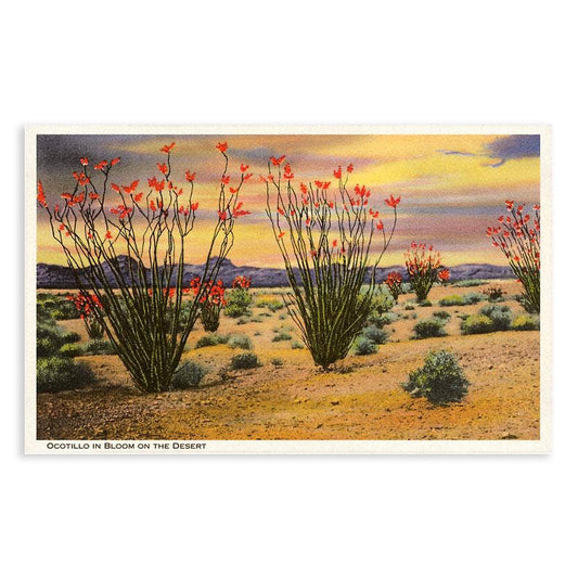 Ocotillo Blooming in Desert - Vintage Image, Postcard