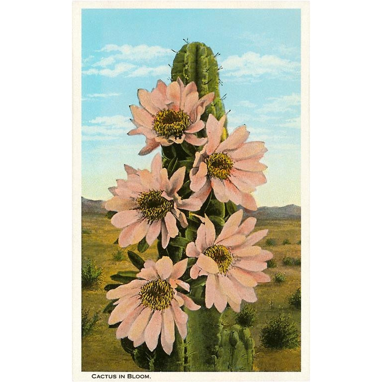 Cactus in Bloom - Vintage Image, Postcard