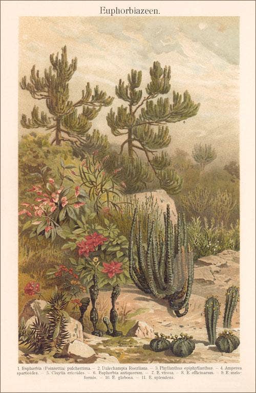 Desert Gardening - Vintage Image, Postcard