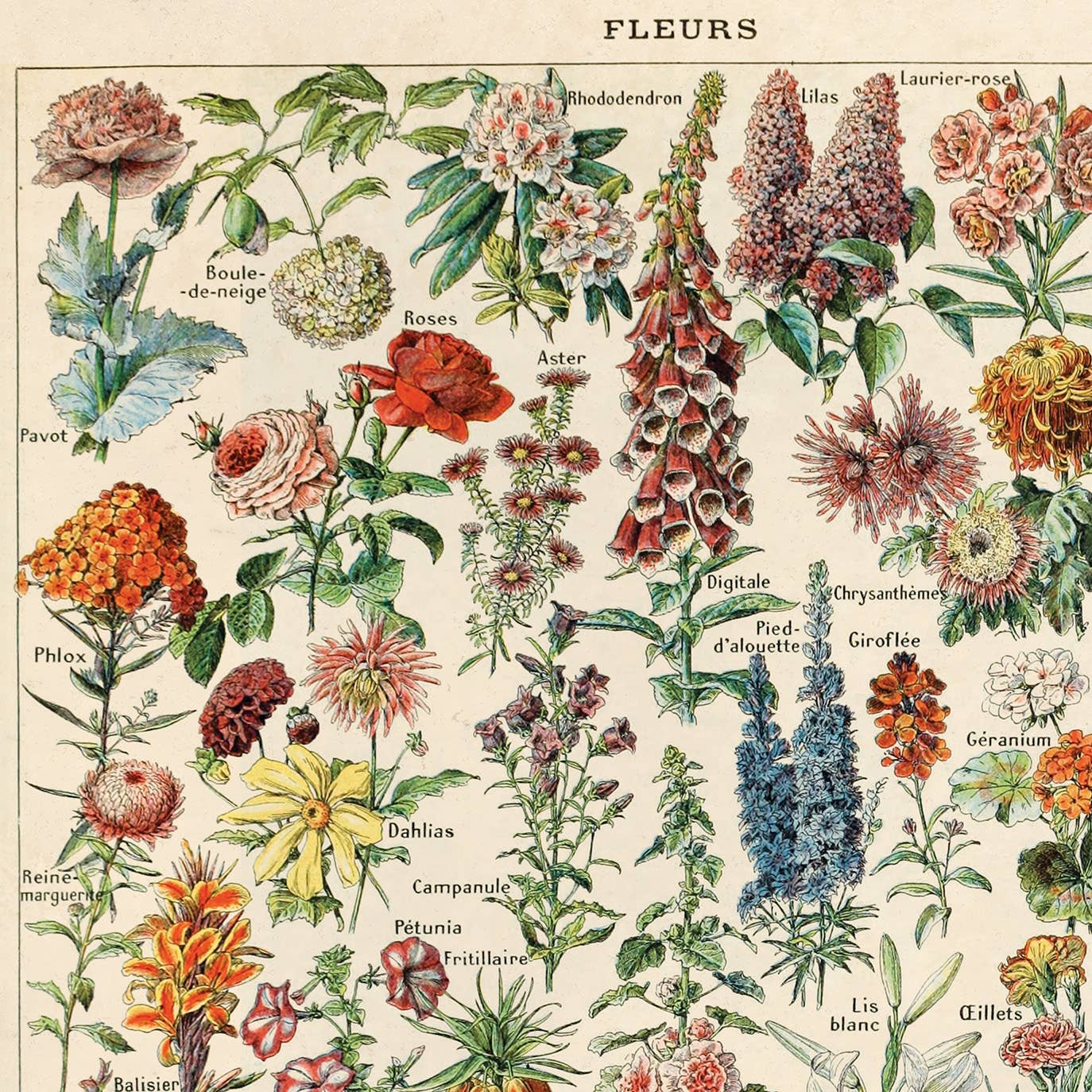 Vintage Botanical Fleurs Garden Flower Print