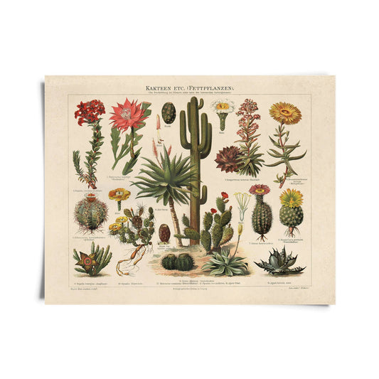Vintage Botanical Cactus Kakteen Chart Print