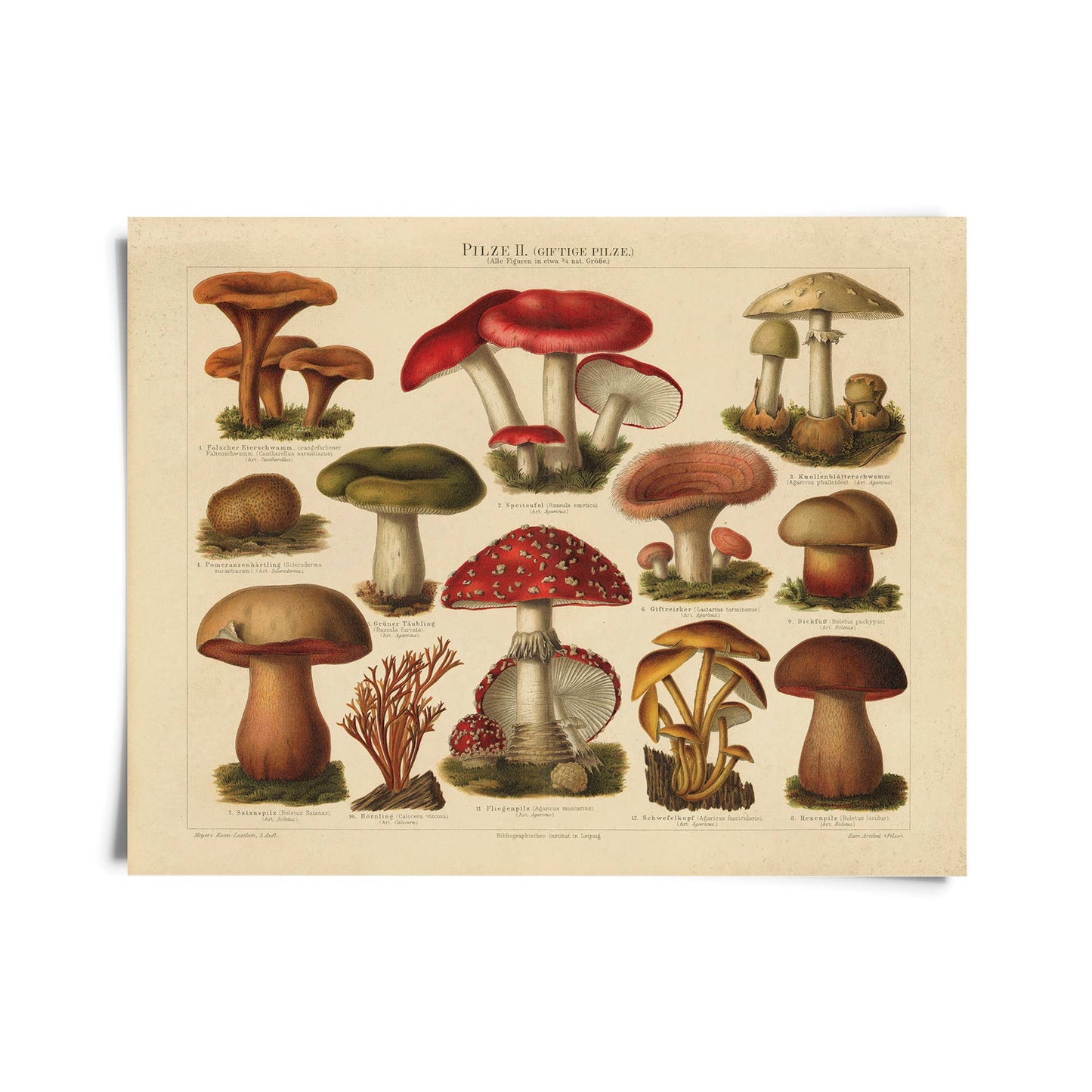 Vintage German Pilze Mushroom Print