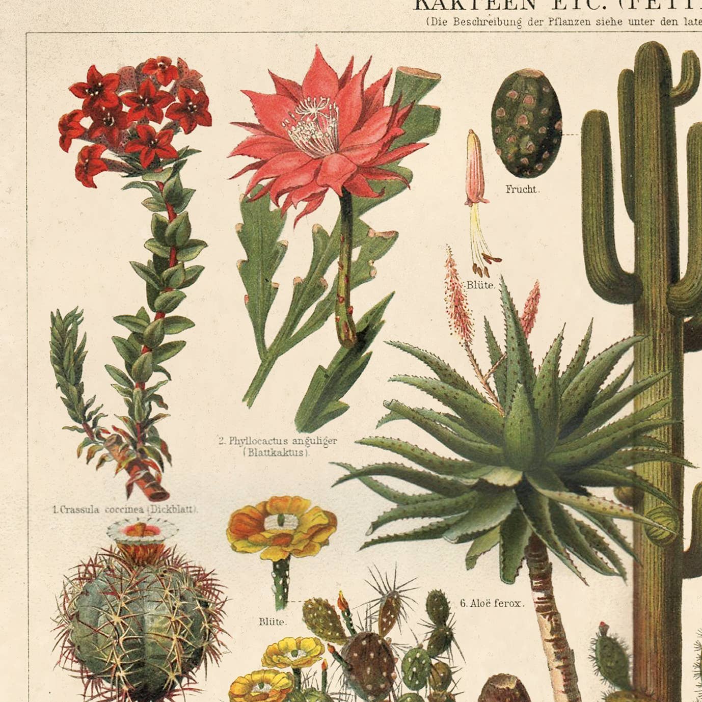 Vintage Botanical Cactus Kakteen Chart Print