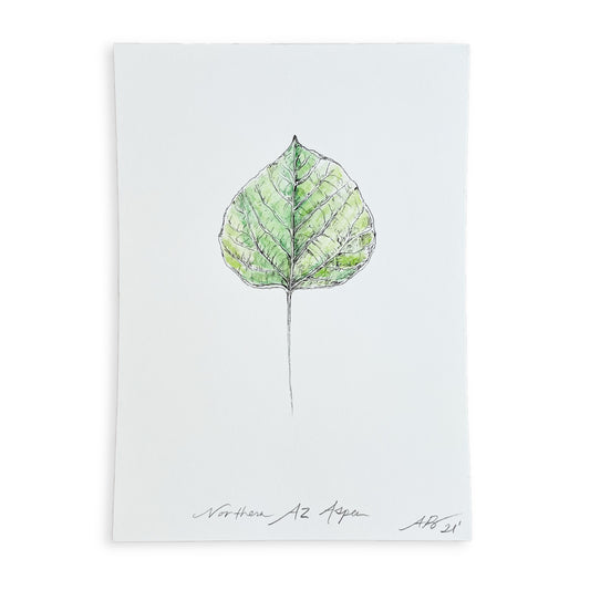 Northern AZ Aspa Ink and Watercolor Drawing
