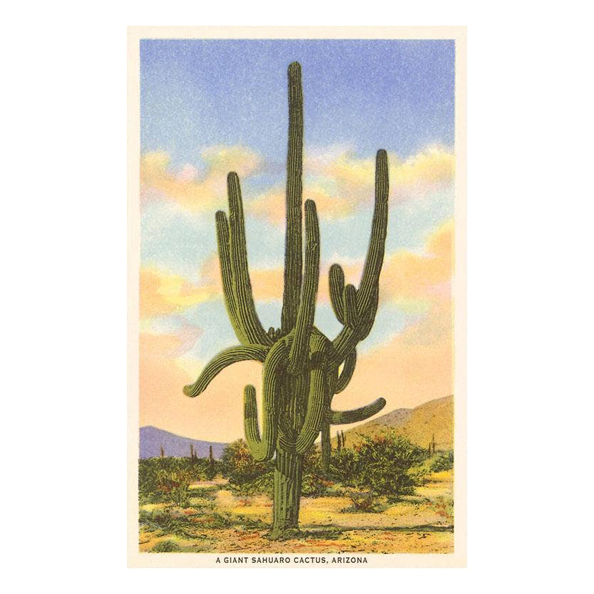Saguaro Cactus - Vintage Image, Postcard