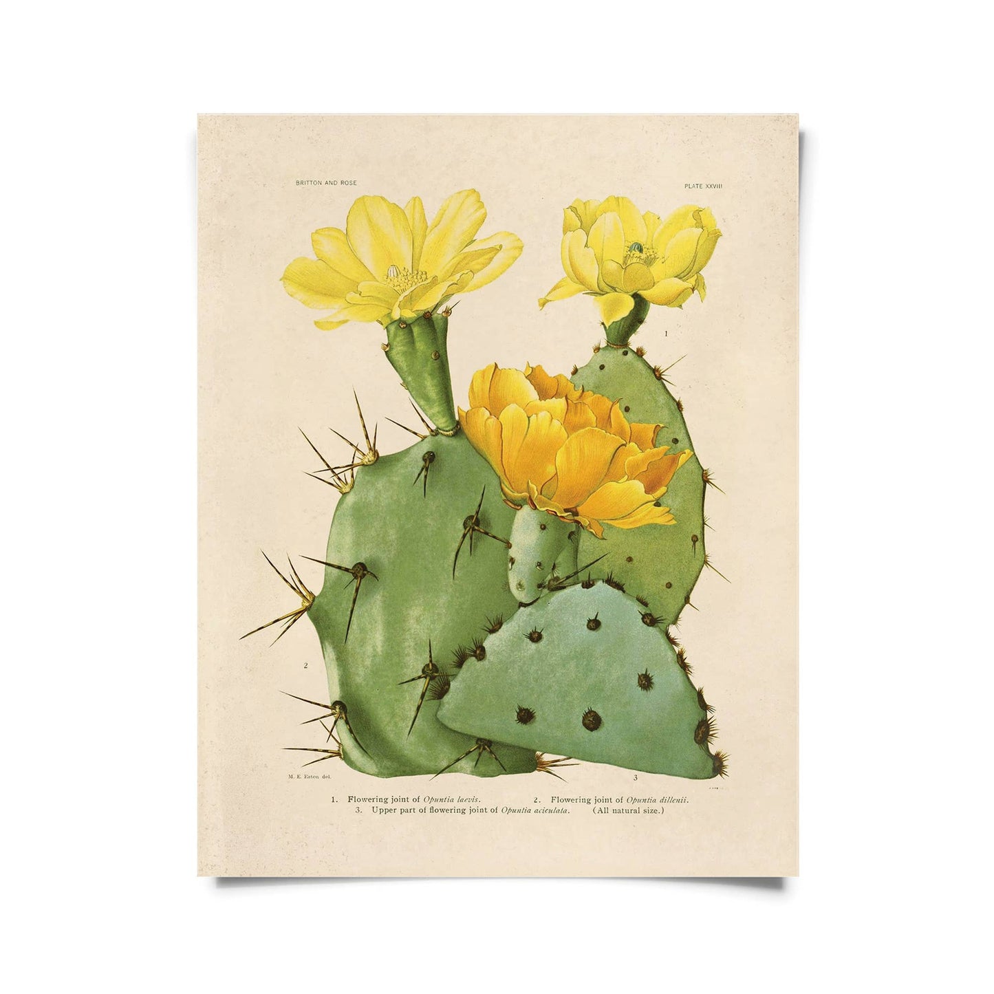 Vintage Botanical Cactus Blossom 1913 Print