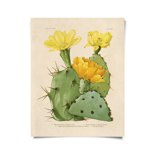 Vintage Botanical Cactus Blossom 1913 Print