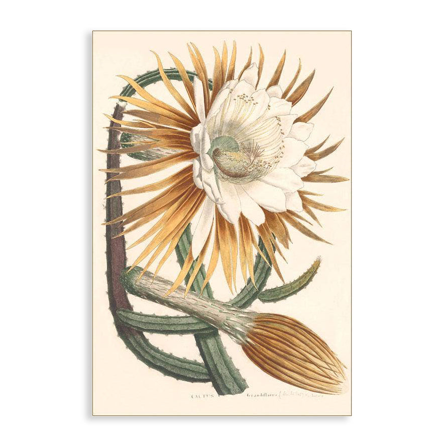 Large Cactus Flower Vintage Image Art Print