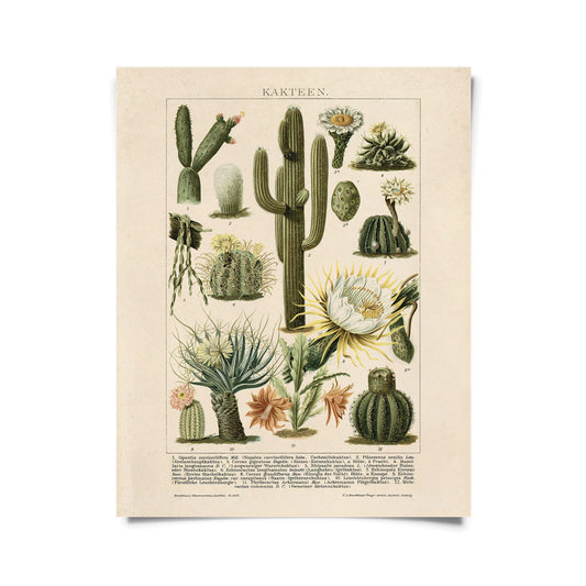 Vintage Botanical Cactus Kakteen Chart Print